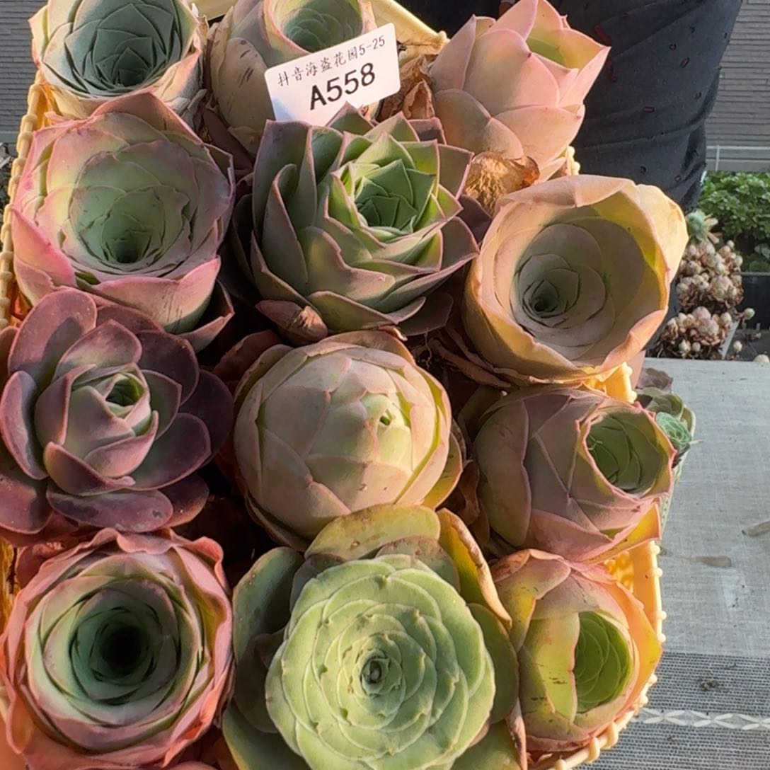 A558 玫瑰花篮组合