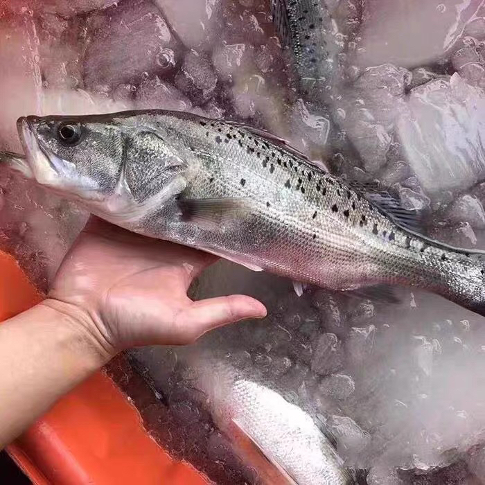 小船野生海鲈鱼 七星鲈鱼