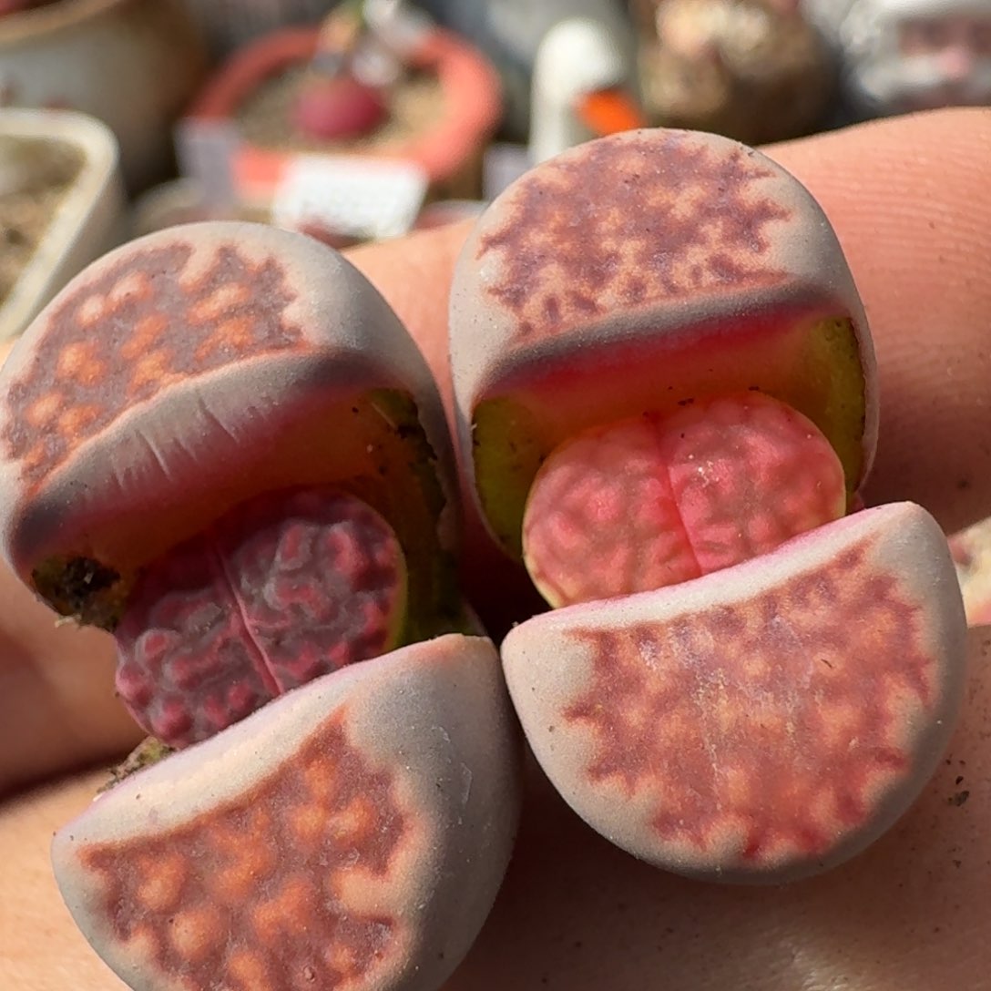 K767融合锦新品紫红窗紫花纹母本