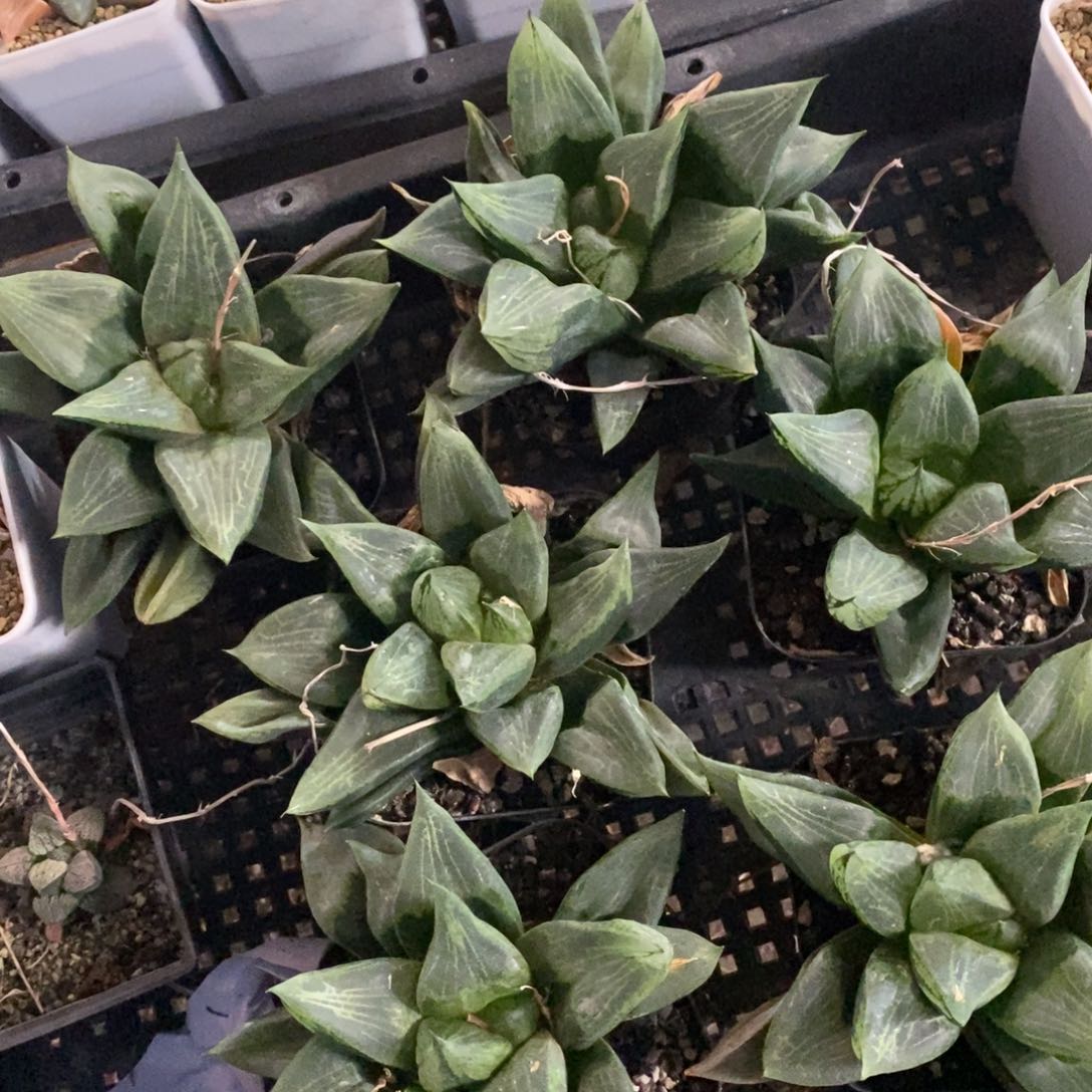 一颗优选大裹般若 