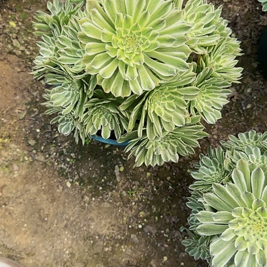 59加急发明天早上八点左右