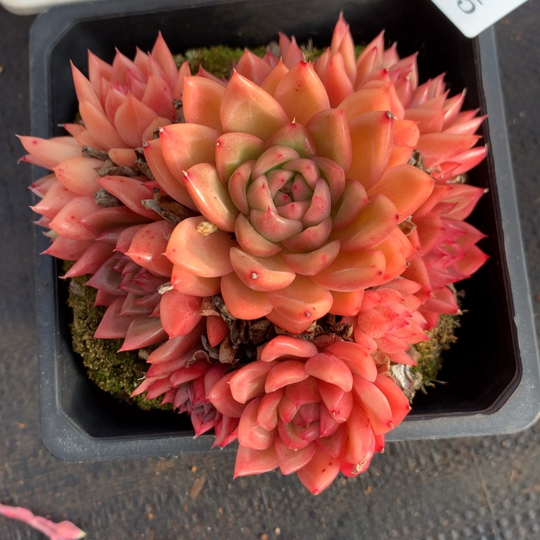 125新年快乐发发发