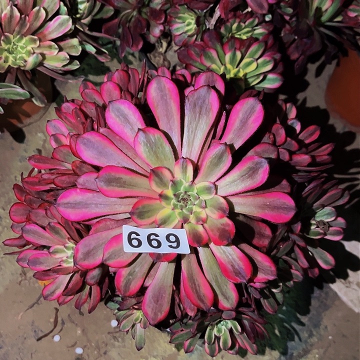 699紫嫣多肉植物处理不售后