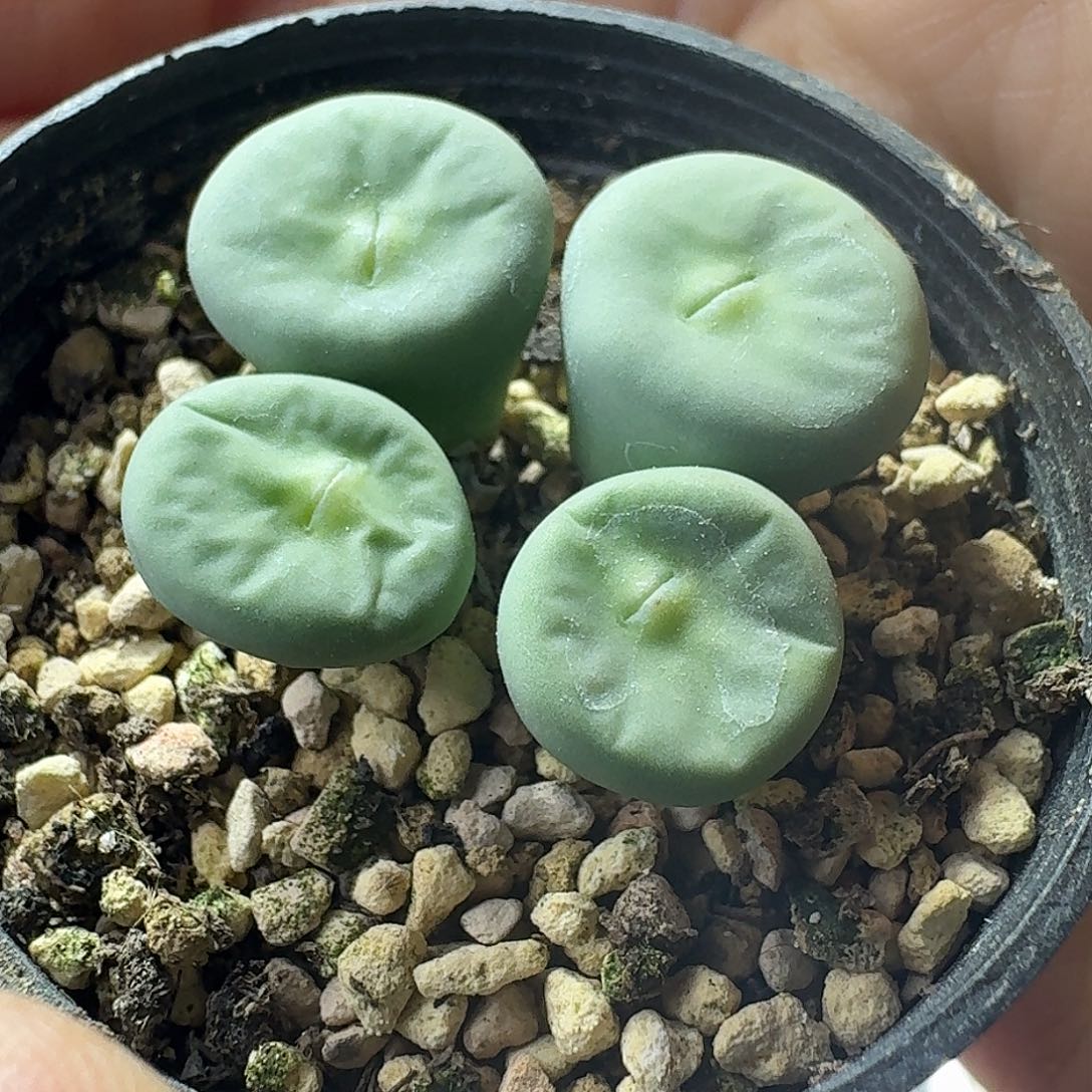 37号四头噘嘴sub嘴一物一拍