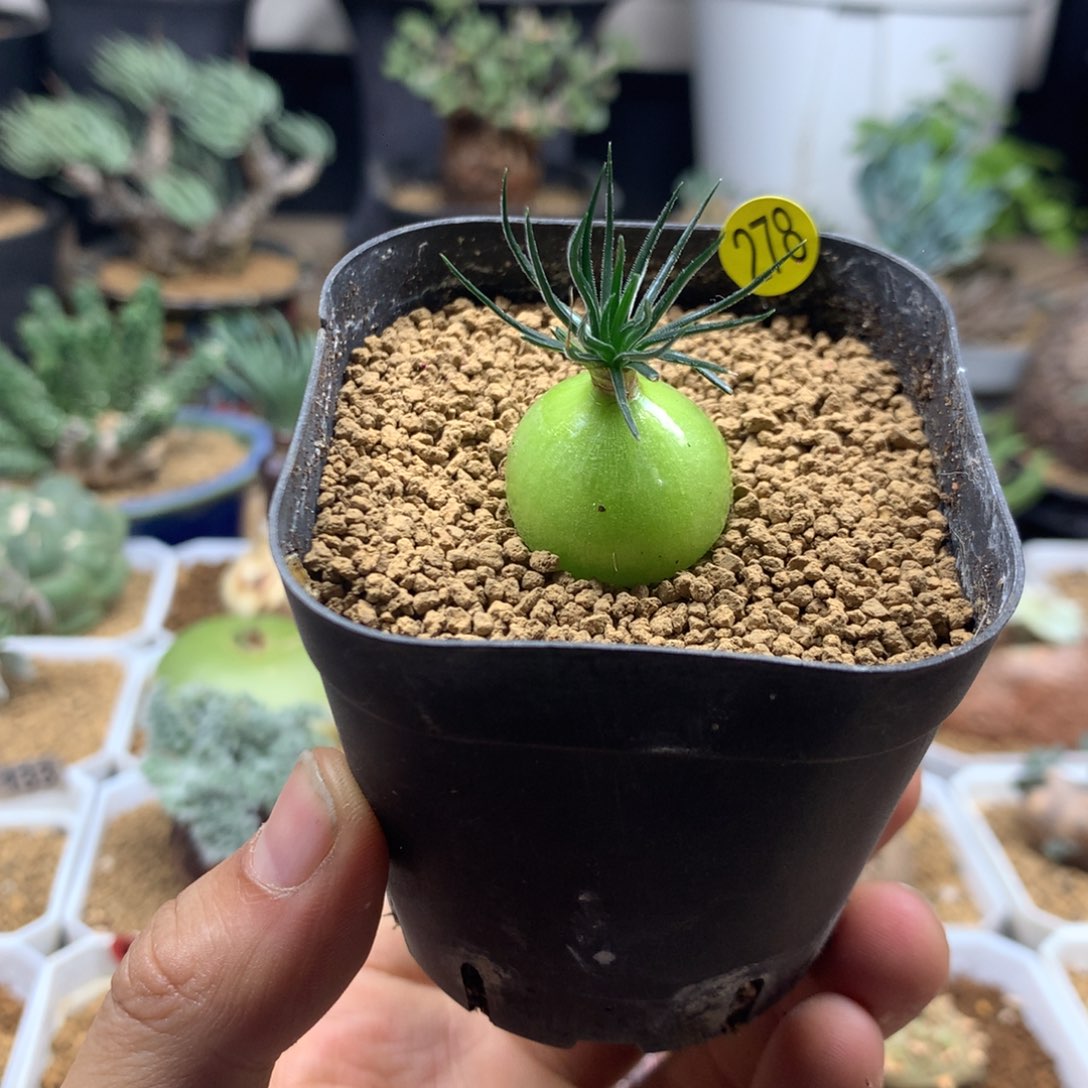 迷你海葱多肉带盆278