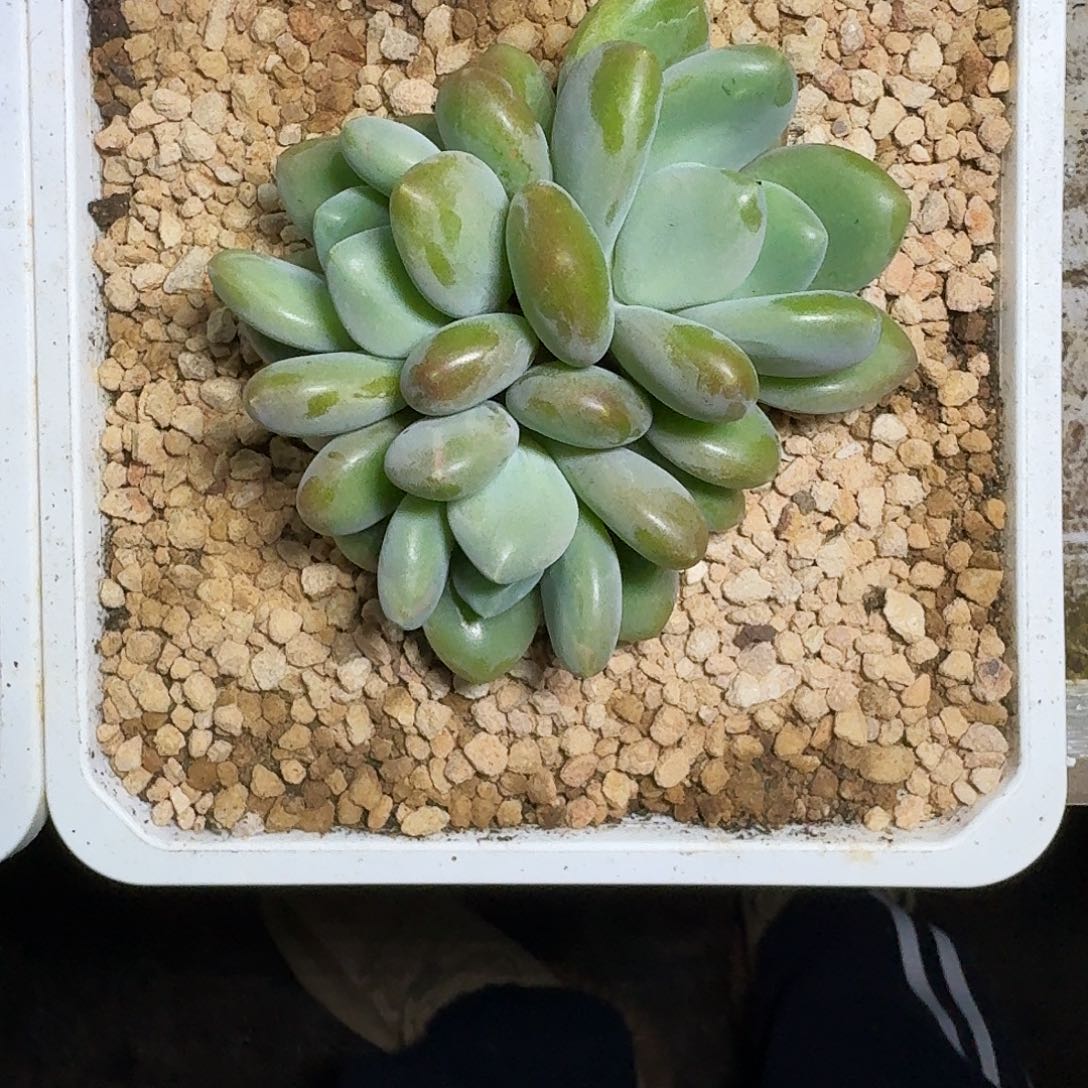 奶龙 3头  一物一拍