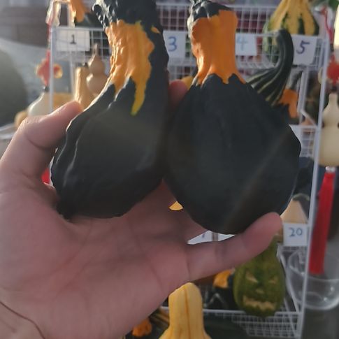 苍***狼两个墨西哥文玩葫芦