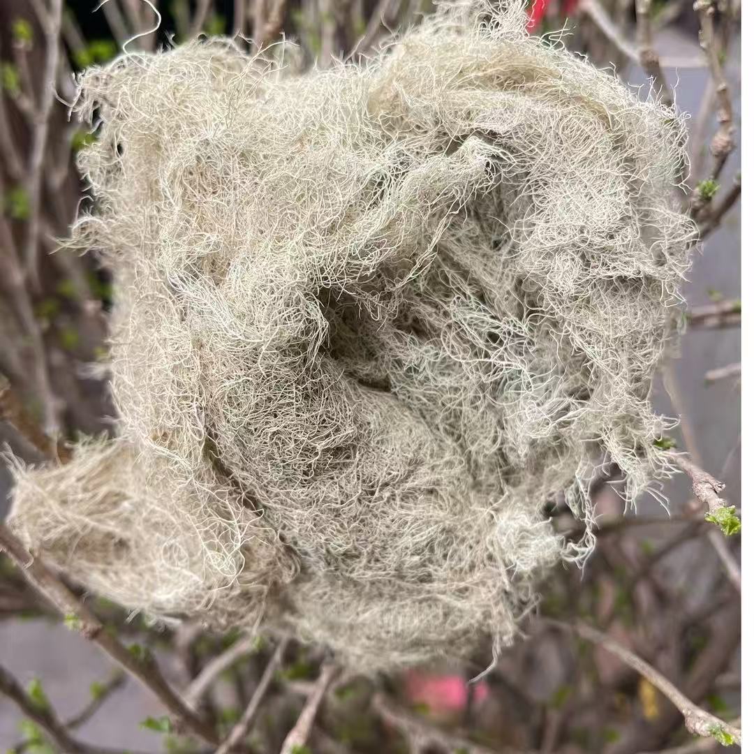 云南深山好物--云雾茶