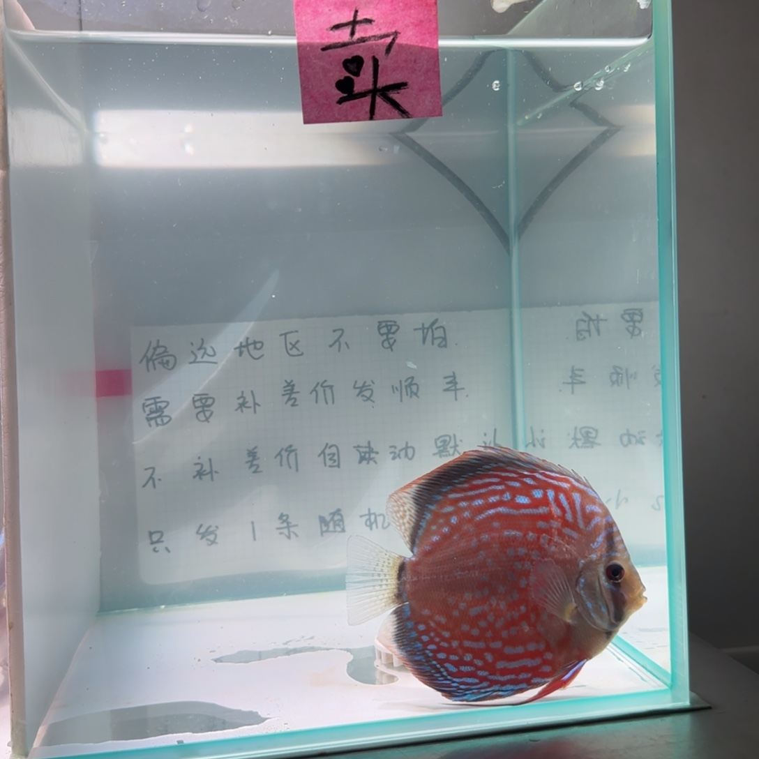 七彩神仙鱼肉身8-9左右，偏远地区不要拍