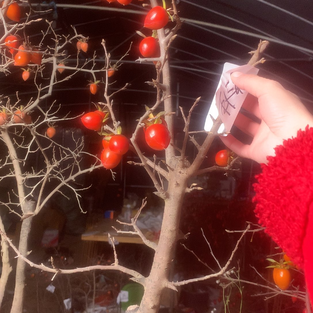 终***乐无花朵老鸦的故事