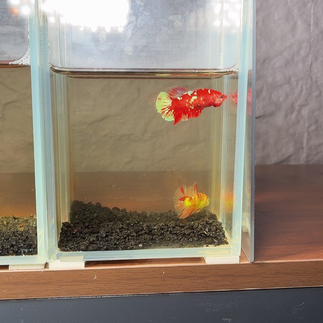 斗鱼彩金将军母鱼