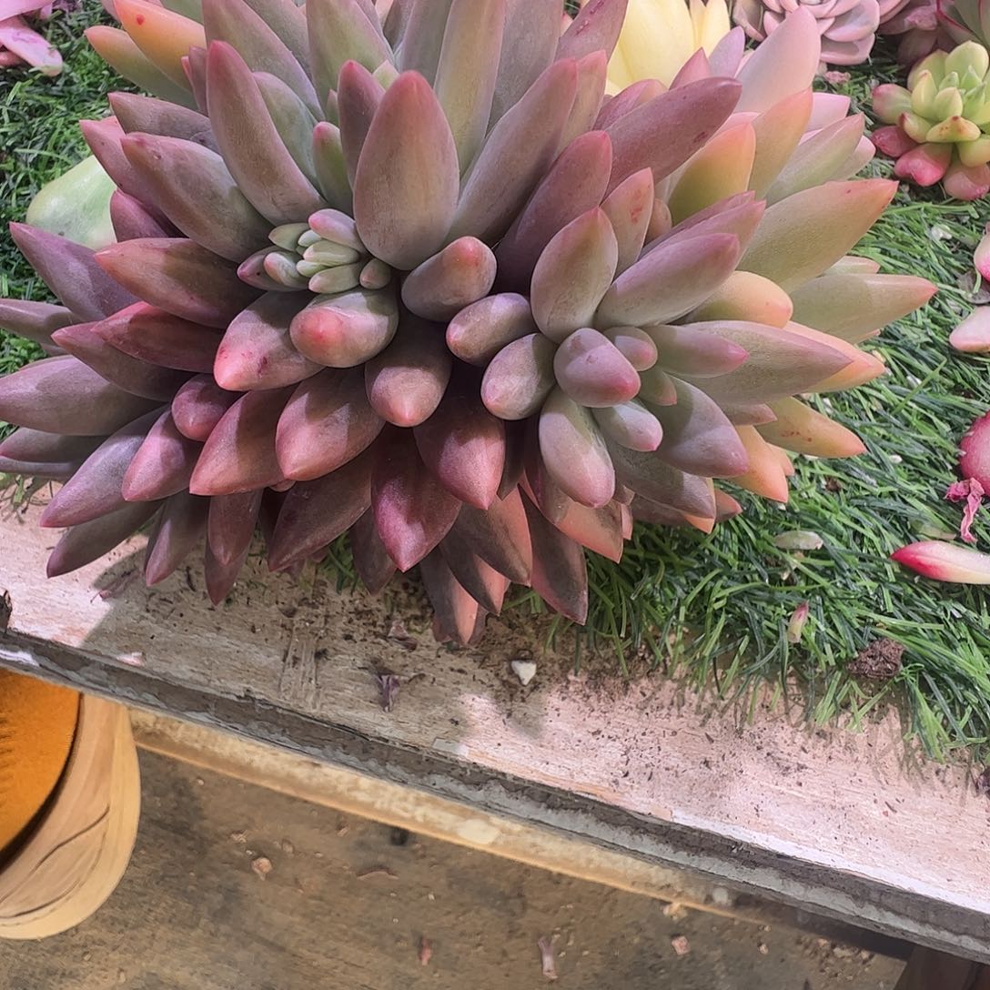 与****多肉植物多肉植物