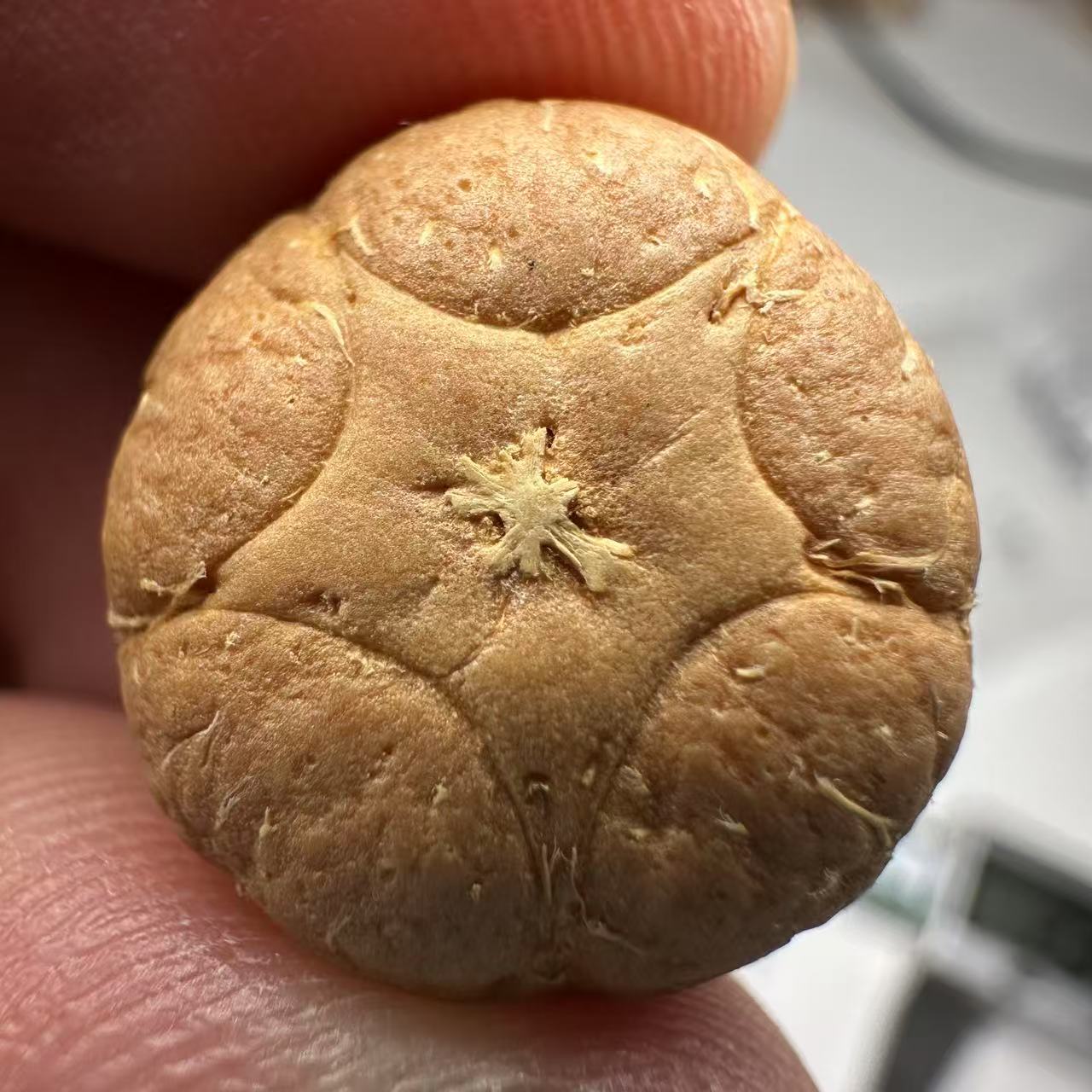 尼泊尔五星菩提，尺寸18，sss系列，货号106