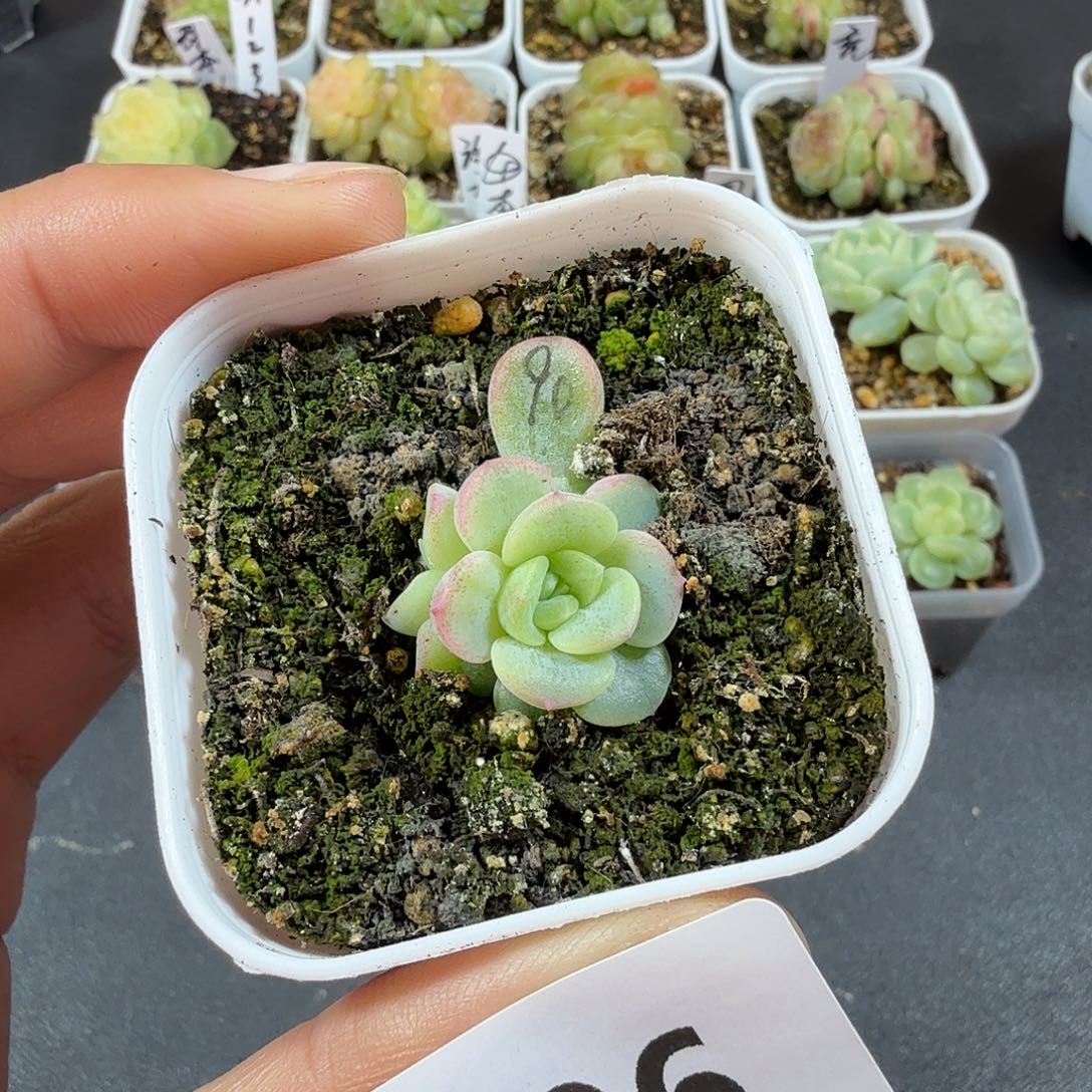 甜心90双头一物一拍196