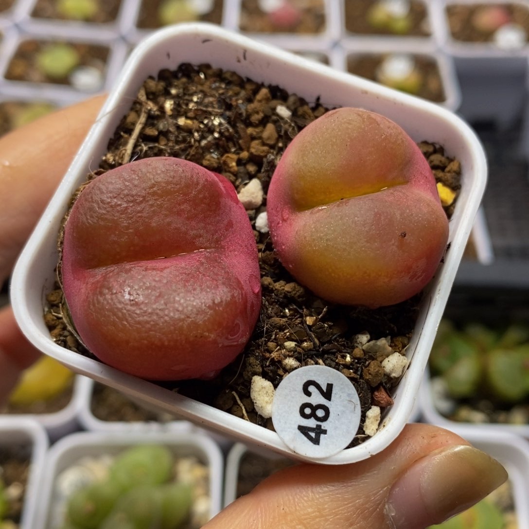 两颗2.5-2.7cm多肉植物