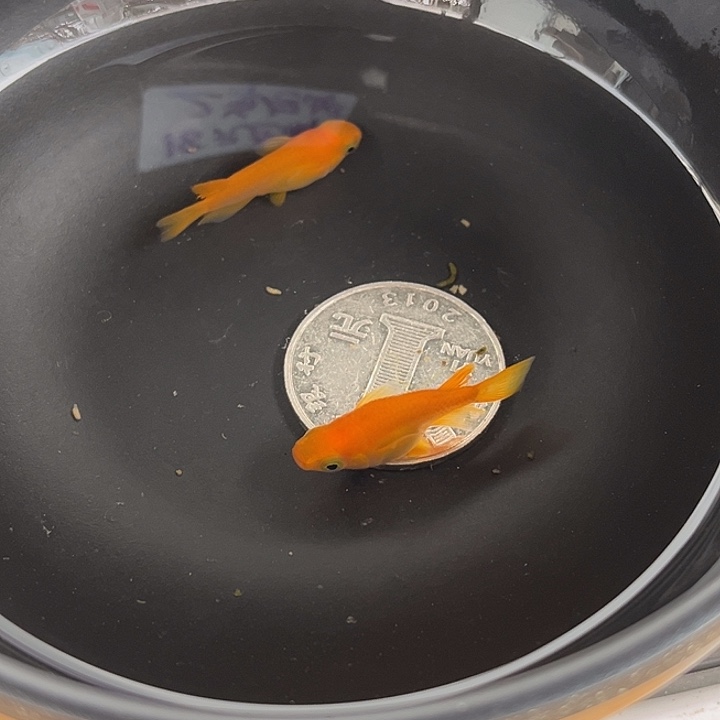 青鳉鱼短体2条47号