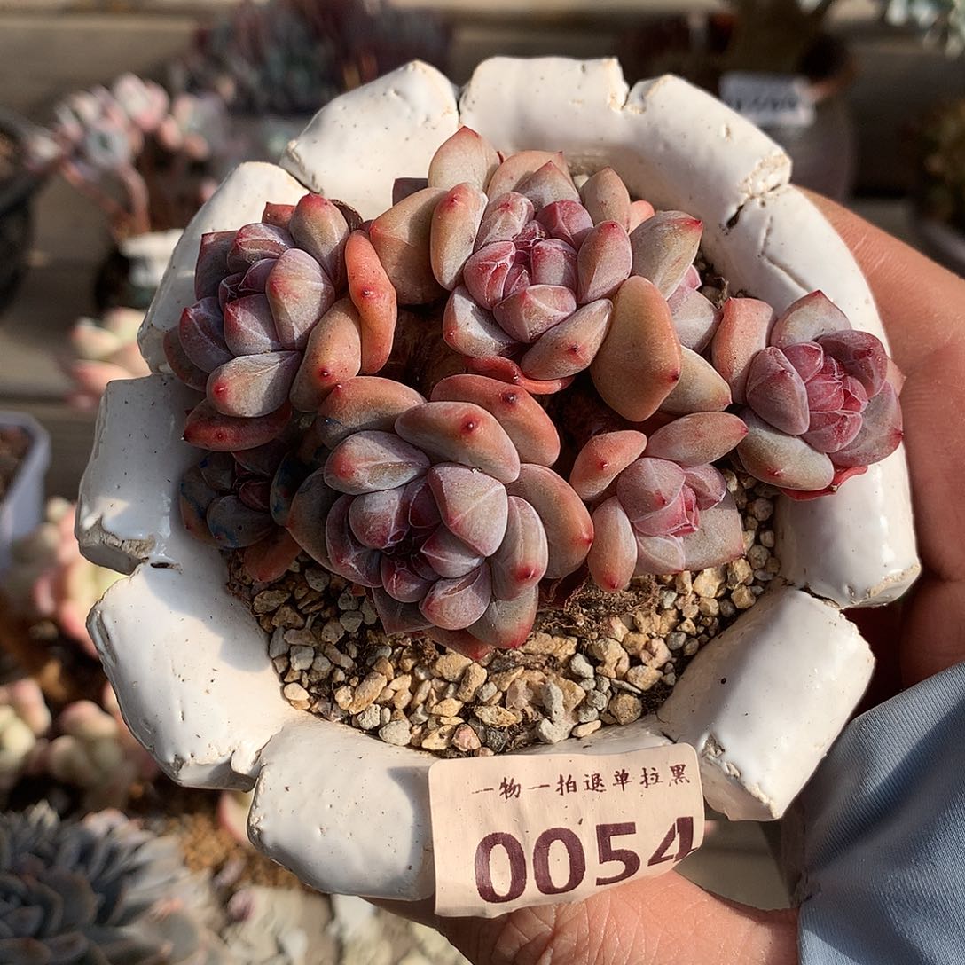 0054石榴籽星影摘心群一棵8.5厘米