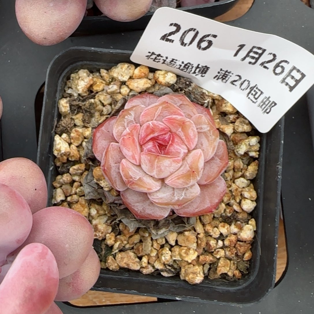 阙****ა花语逸镜0126-206