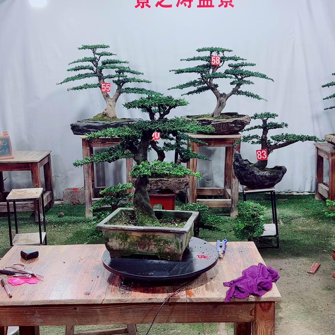 无花朵小老桩米叶罗汉松（一景一拍）