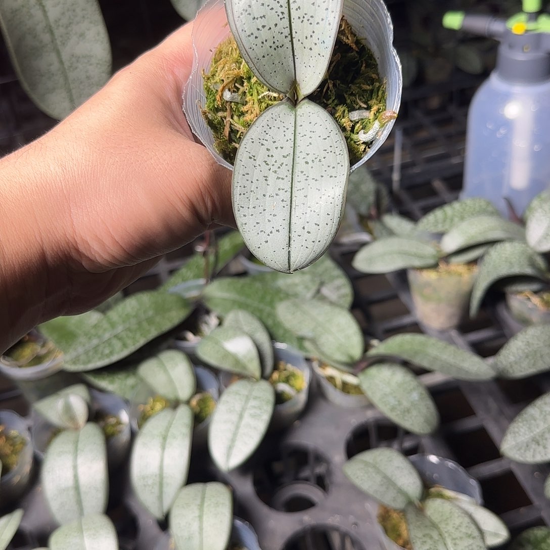 完全开放Rosa超银叶西蕾丽全天香