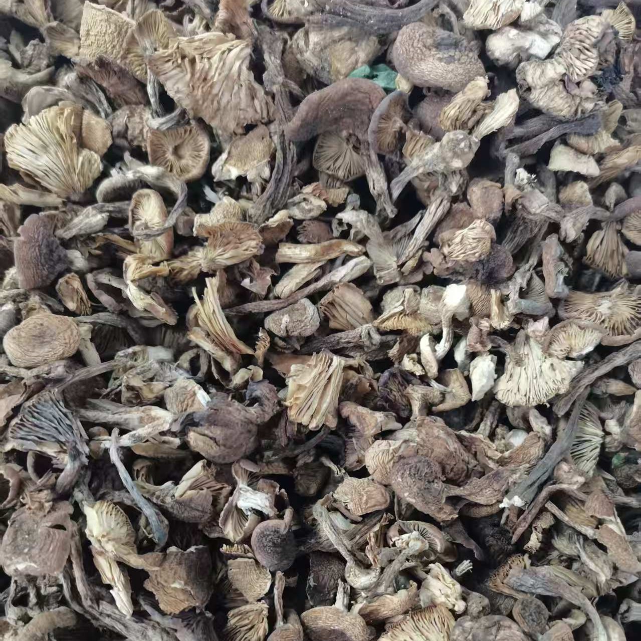 深山老林榛蘑小碎片