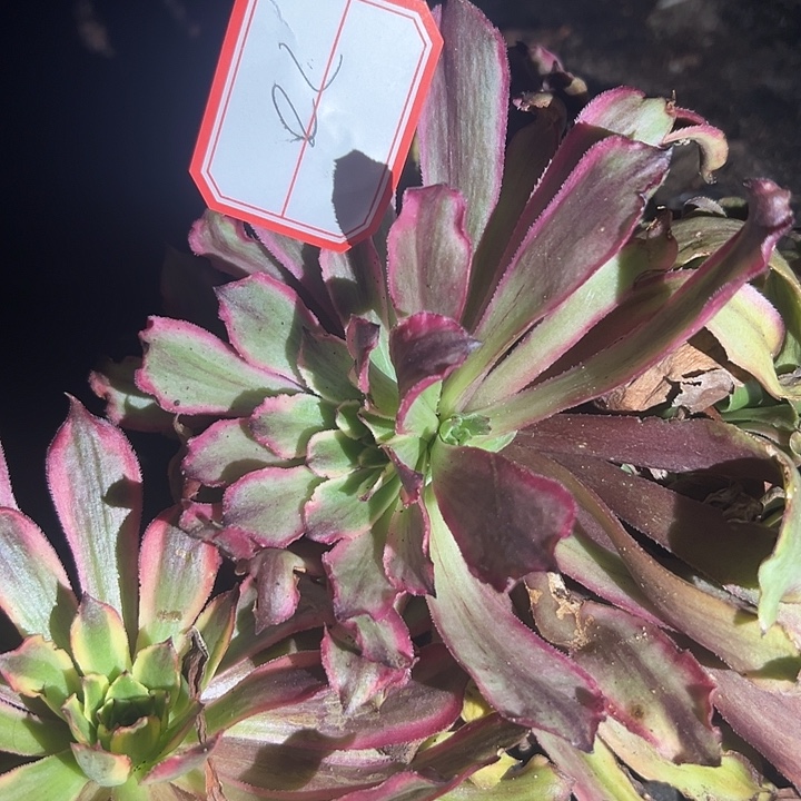 法师锦70好好看啊哦