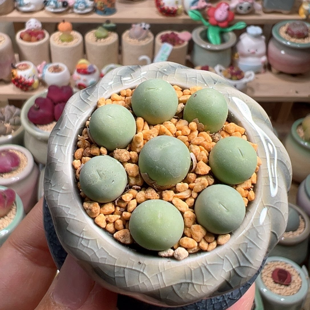 多肉植物36号鸽子蛋