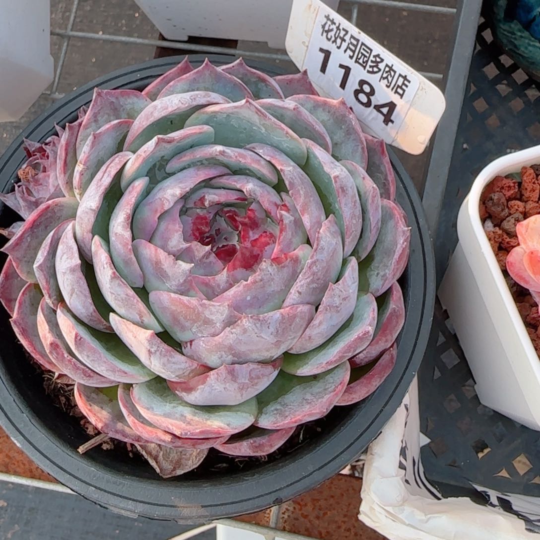 多肉植物1184…..@kkk