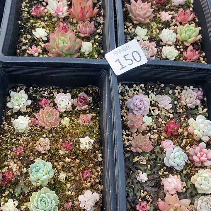150 多肉植物盆栽花卉