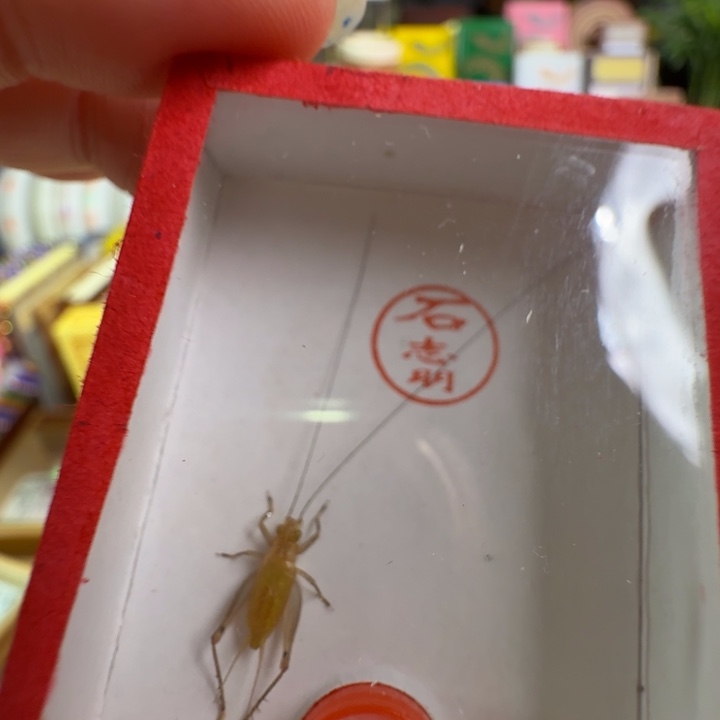 漂亮大黄龄一只合适