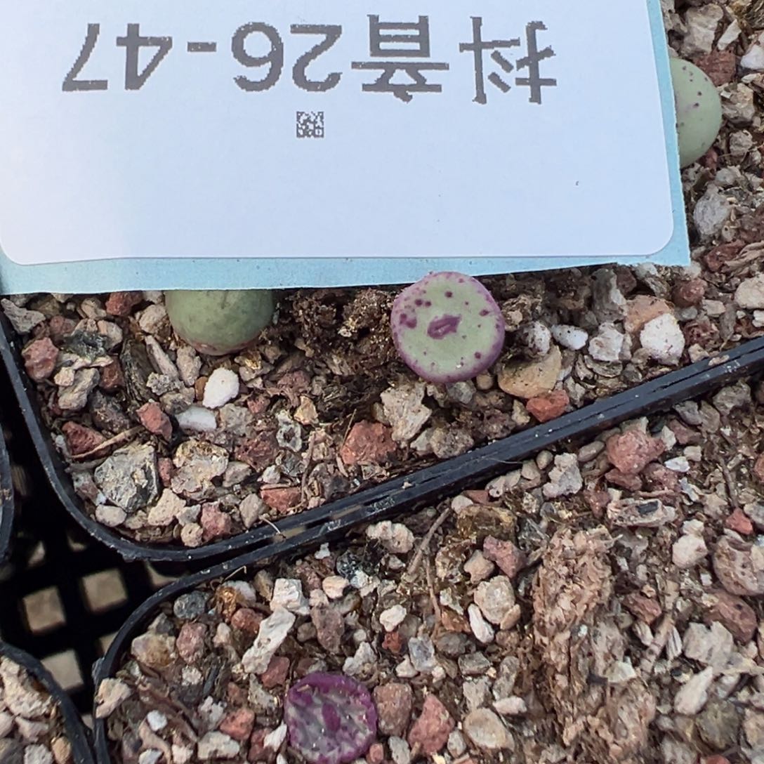 26-47量拍se小红嘴一颗