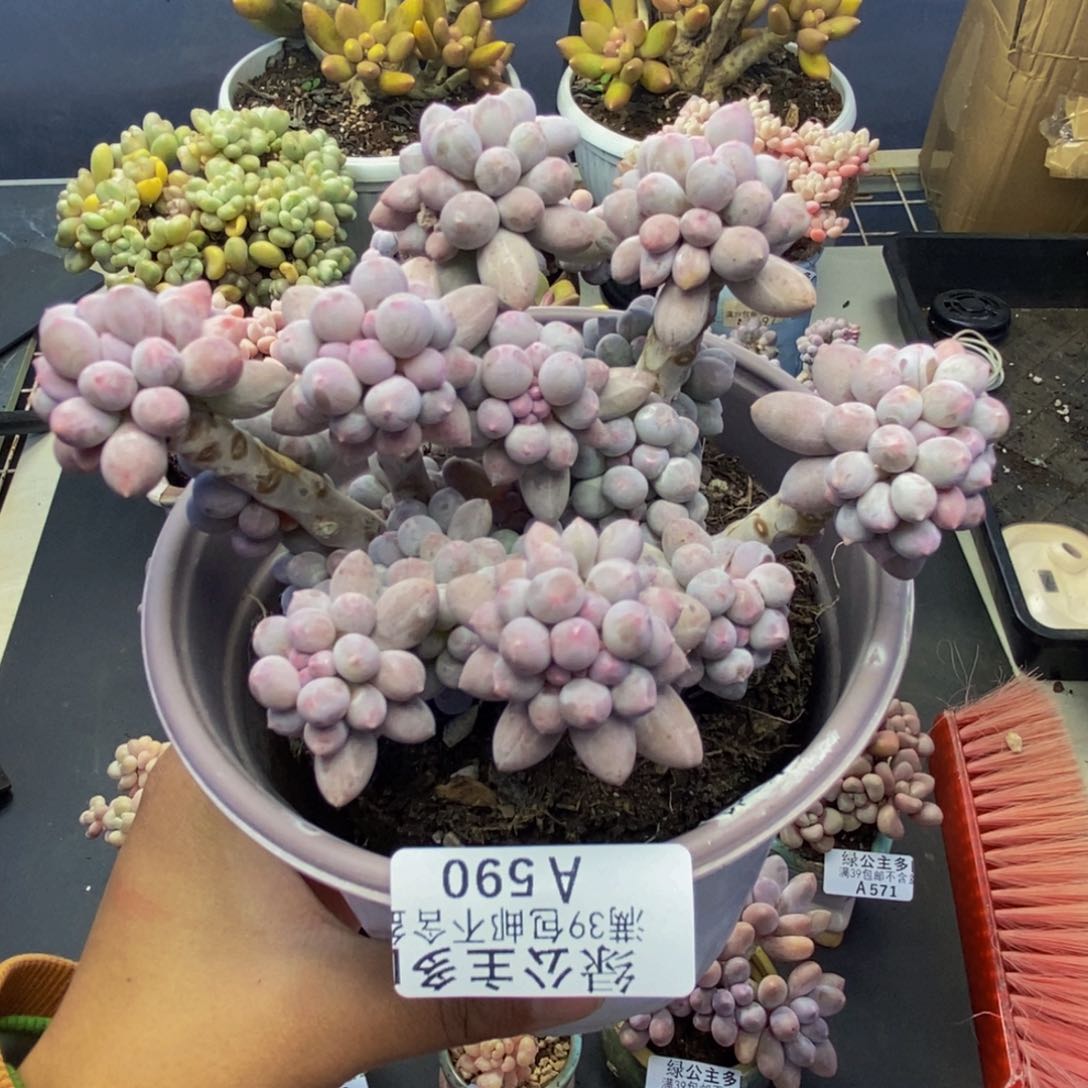 590香水手指奶多肉10c m