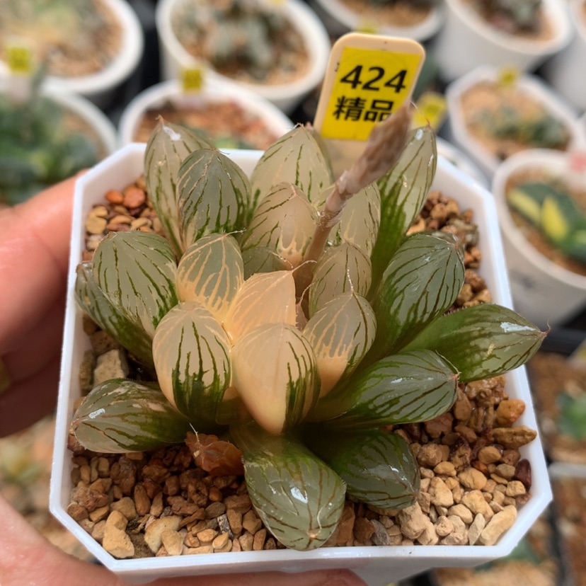 【闪购商品】424胭脂玉露