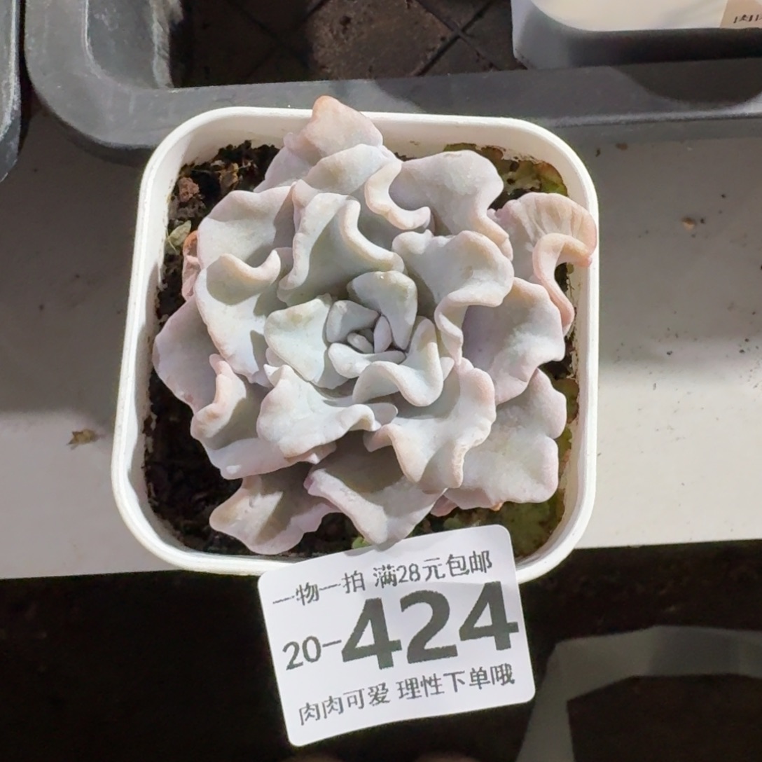 芭蕾舞者无盆土发货无盆