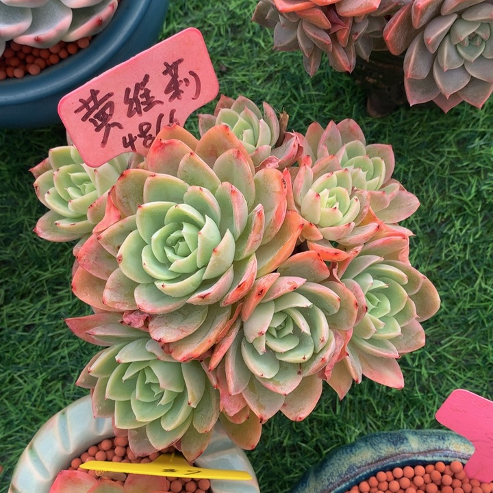 人***茶丝绸面纱多肉植物262727