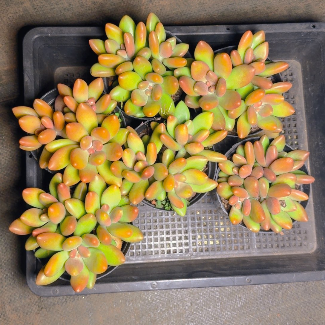 芒果奶两颗福利111111111111多肉