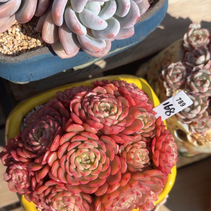 叶植庭多肉：宝贝惊喜