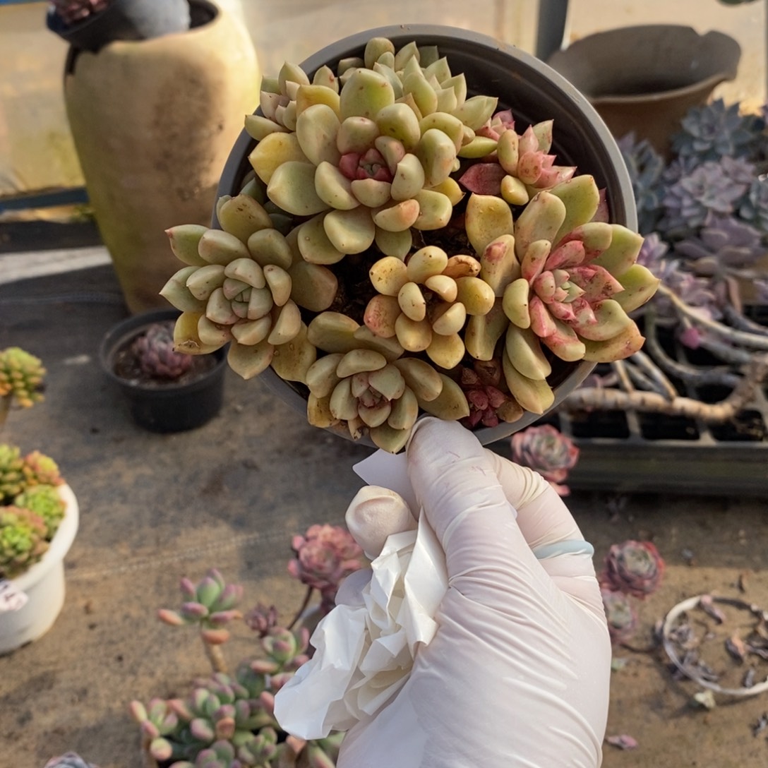 斤****022璀璨老桩一物一拍