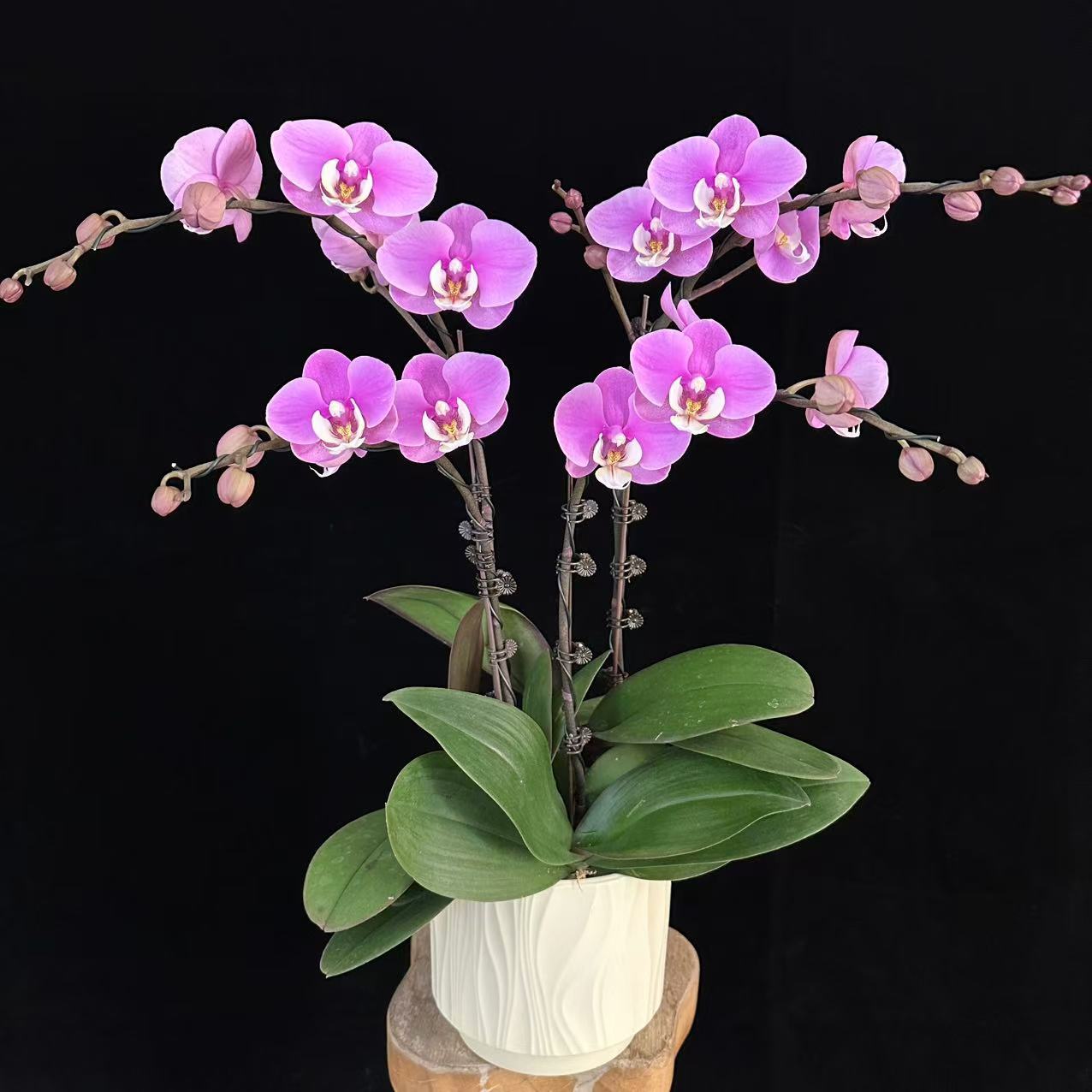 鲜花（安娜）蝴蝶兰 紫粉色的一款花花 室内花卉