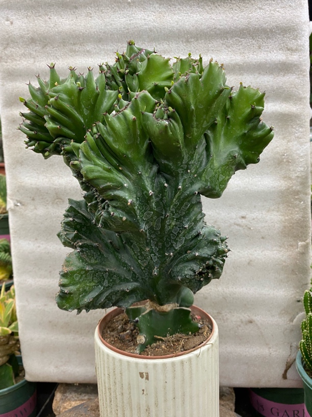 玉麒麟彩麒麟盆栽室内外种植好养易活吸甲醛花卉绿植