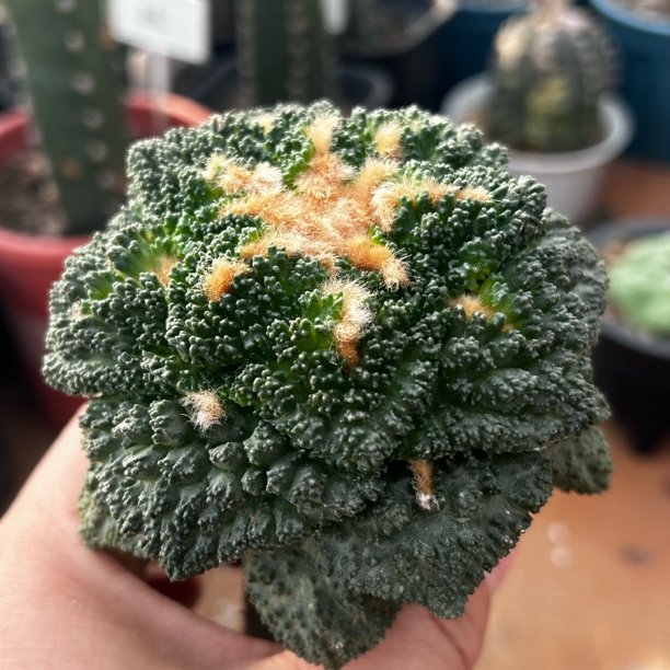 园艺仙人球/牡丹/大型体菜花10.2cm/b111