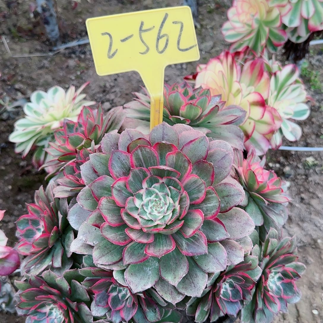 2-562--粉花妖多头