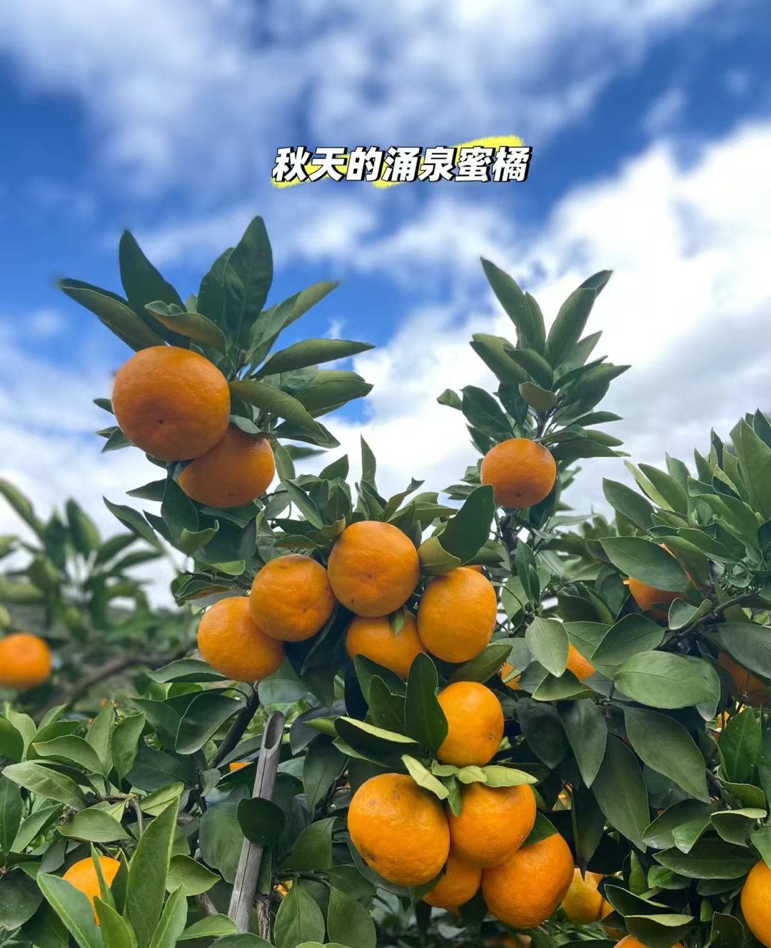 涌泉蜜桔早熟宫川无核蜜桔皮薄多汁高山蜜橘产地直发新鲜采摘水果