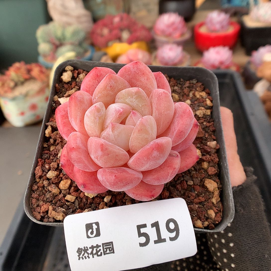 519太妃糖多肉植物66
