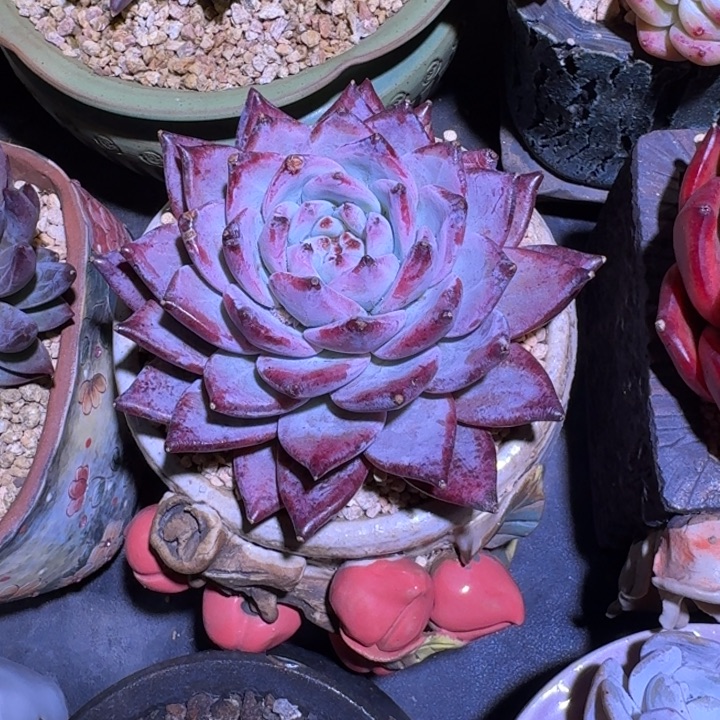 祖母绿 单头  一物一拍