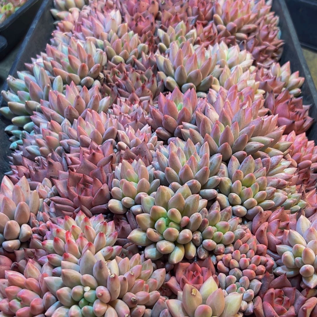 102多肉葡领导人物库资料