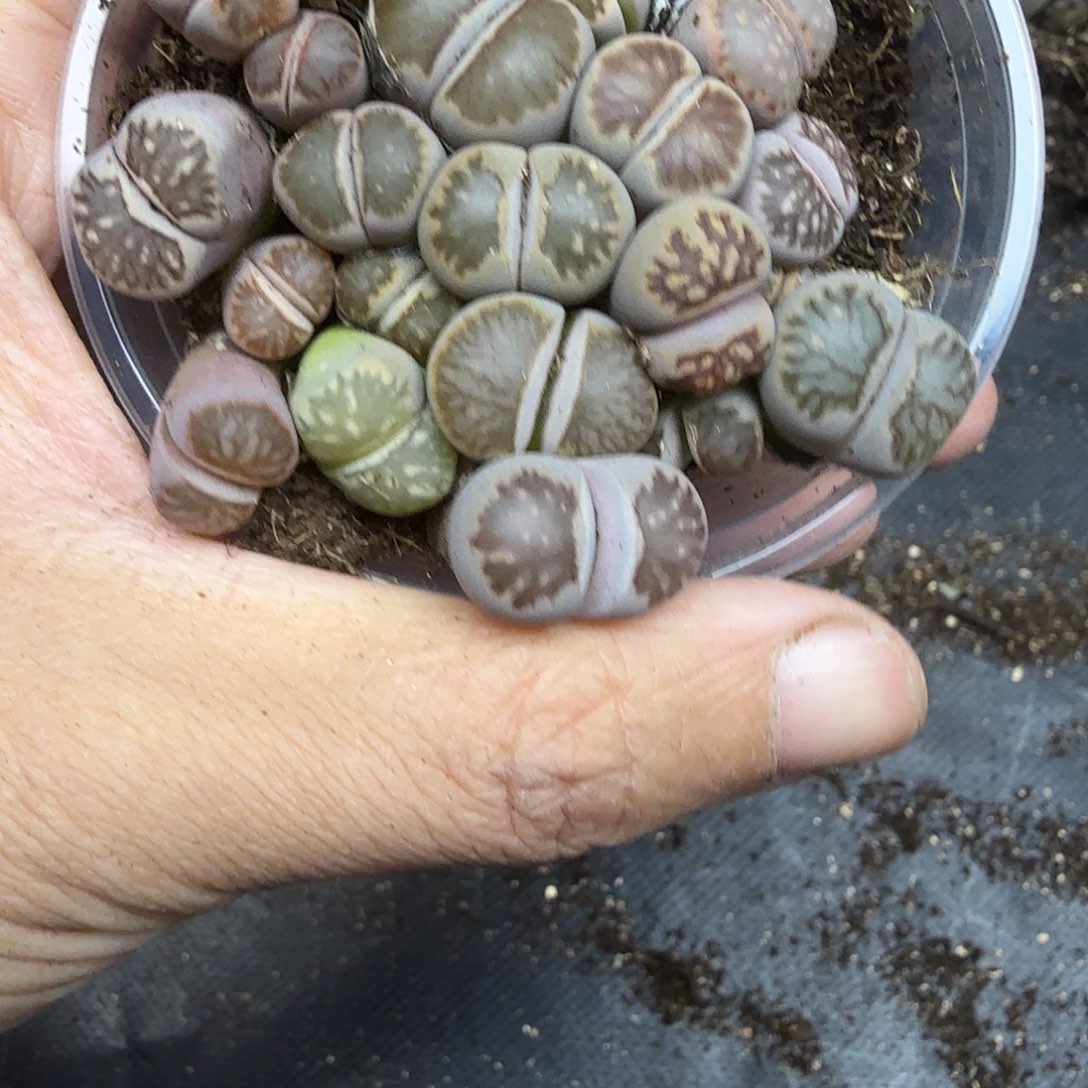 哈哈笑了好喜欢你好463这个