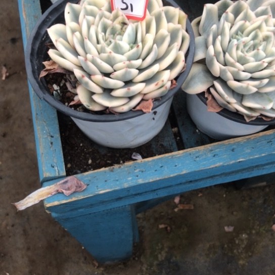 精品多肉植物老桩月亮仙子锦