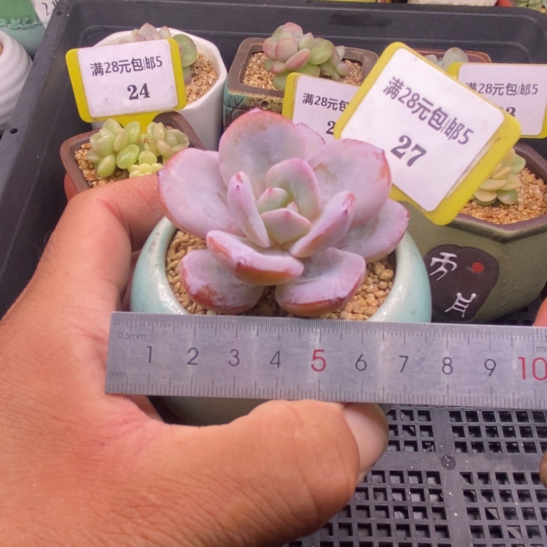 527单头奶茶福利…………