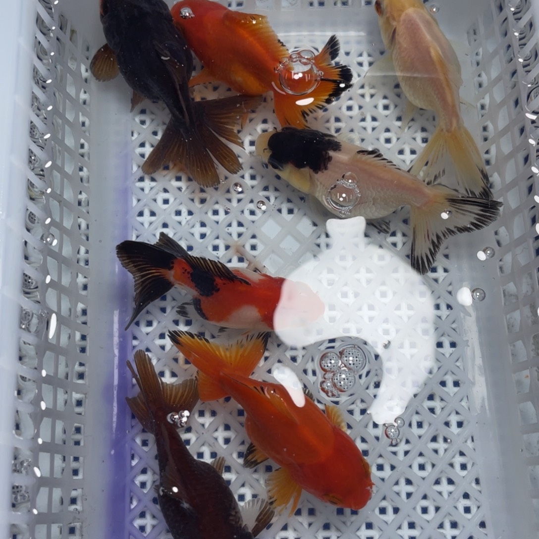 海水鱼花泰狮金鱼53